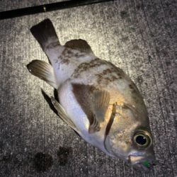 子持ちメバルちらほら