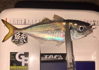 今日は夕まずめから!