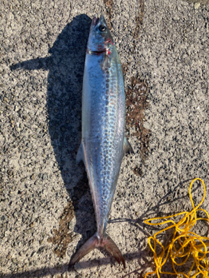 ハマチ！サゴシ！2021ライトゲーム第38戦