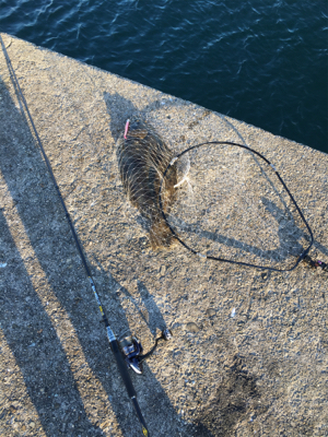 昨日に続いてヒラメゲット