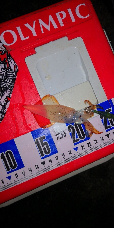 アジング練習338 鯵と神頭烏賊