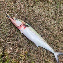 ナブラを追って