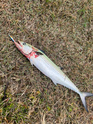 ナブラを追って