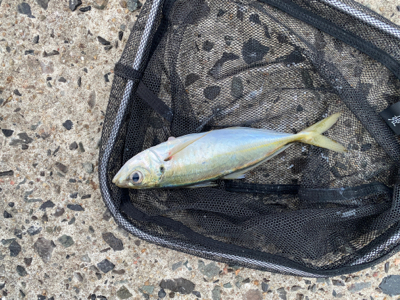 朝マズメチャレンジ