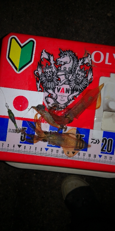 アジング練習339   神頭烏賊