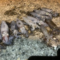 ヒイカエギング