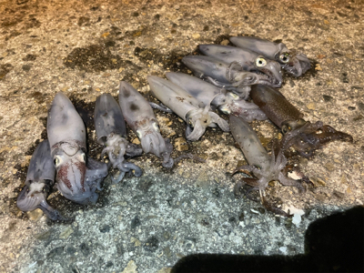 ヒイカエギング