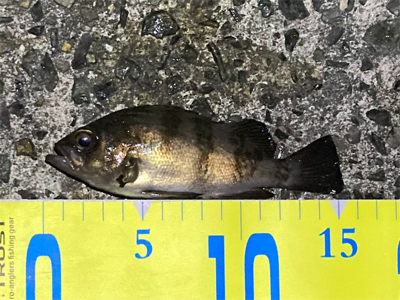 メバル時々ガシラ