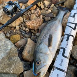 欲しいのはキミではないのよ