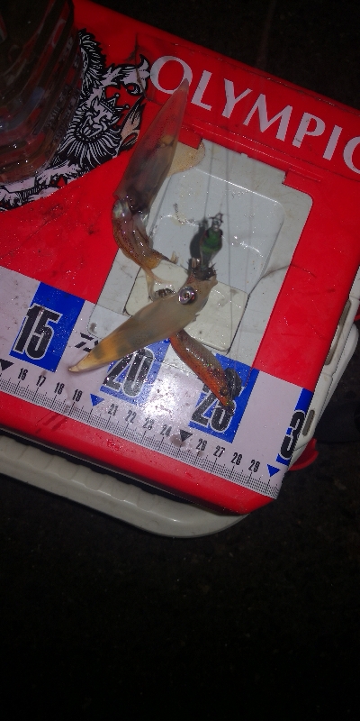 アジング練習340 ジンドウイカ