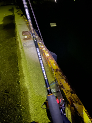 アジングのはずが