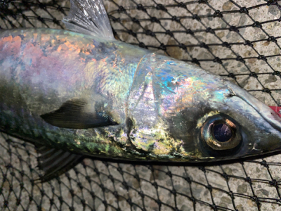 フロートアジング