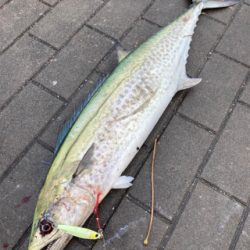 湾奥コスモクライマックス戦。鰆81センチ。…