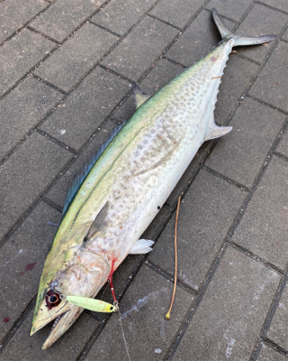 湾奥コスモクライマックス戦。鰆81センチ。…