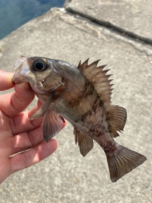 サクッとデイメバル