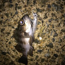 メバルプラッキング