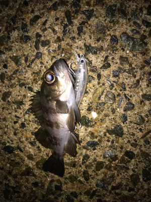 メバルプラッキング