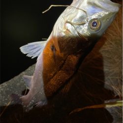 激渋ですがなんとか