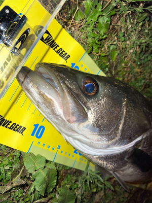 ぎりランカーシーバス!