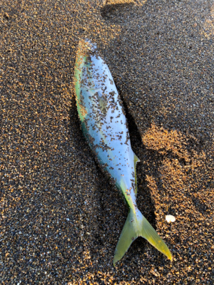 朝マズメジギング