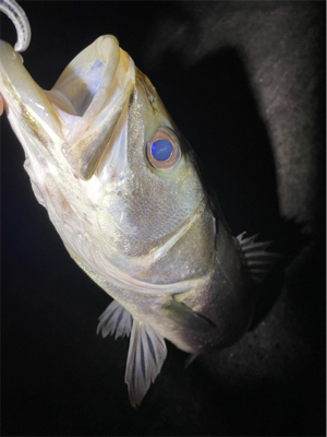 いいサイズ出ました♪