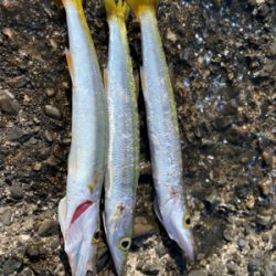 カマスの時合は短い