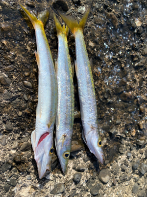 カマスの時合は短い