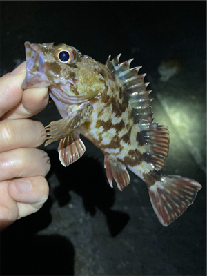 漁港ですライトゲーム