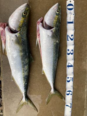 朝マズメショアジギング