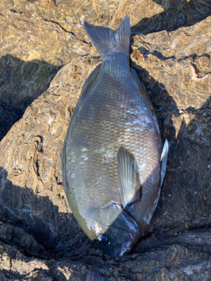 クロ釣りシーズン開幕