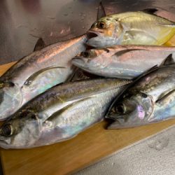 ヒラメ狙いでアジ連発!?