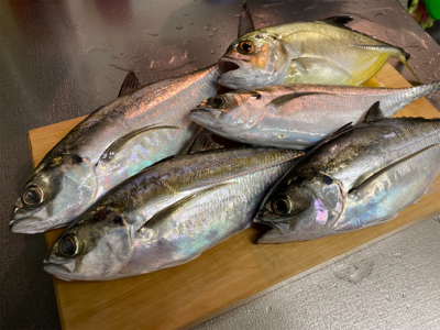 ヒラメ狙いでアジ連発!?