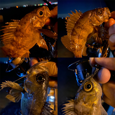 関門メバリング