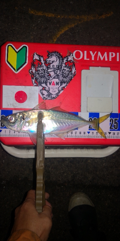 アジング練習343 鯵と神頭烏賊