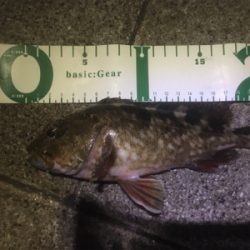 アジサバガシラの三種盛