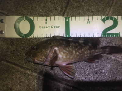 アジサバガシラの三種盛