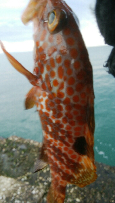 チビハタ1匹　エソ1匹！