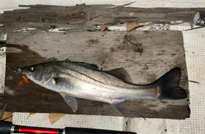 ボウズ逃れのボートシーバス