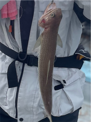 ジギング 仮屋湾