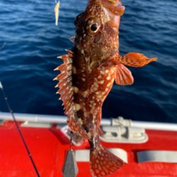 カワハギ爆釣！