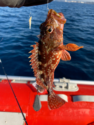 カワハギ爆釣！