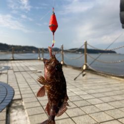 多賀の浜にてちょい釣り