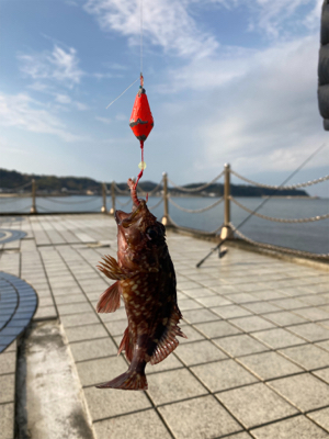 多賀の浜にてちょい釣り