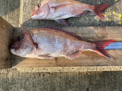 シーズン終盤も快釣