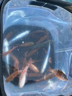 ウツボとネンブツ