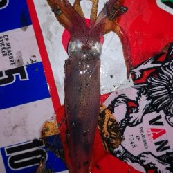 アジング練習346 　ライトエギング