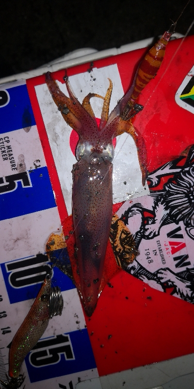 アジング練習346 　ライトエギング