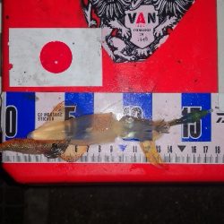 アジング練習347 ライトエギング