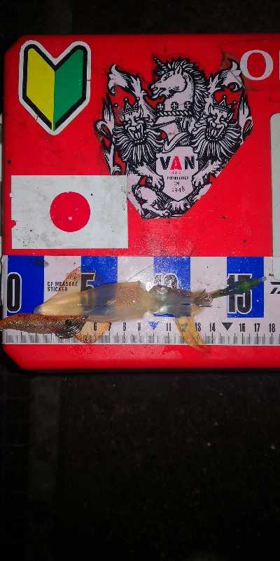 アジング練習347 ライトエギング