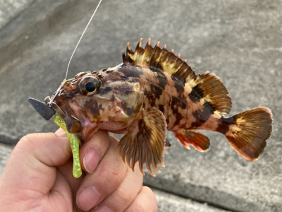 やっぱり癒やし系